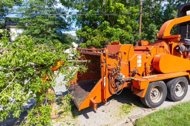 Palm Tree Trimming in Langhorne, PA